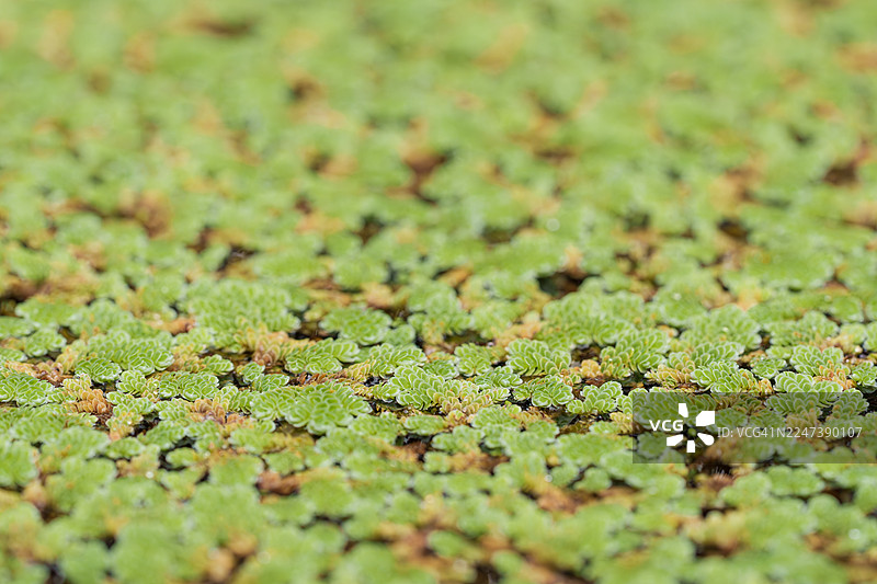 浮萍蚊子蕨。浮萍特写。图片素材