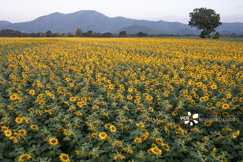 背景是山丘，前景是金黄色的向日葵田。图片素材