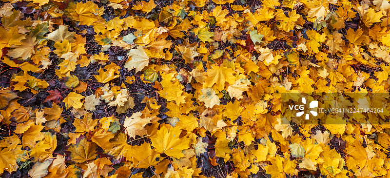 秋季枫叶覆盖地面，营造秋季背景图片素材