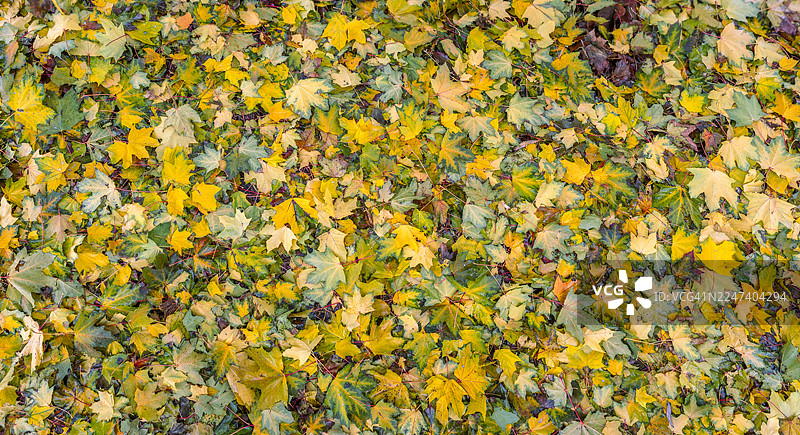 秋季枫叶构成多彩的秋季背景图片素材