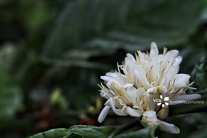 绿色树枝上的咖啡花蕾图片素材