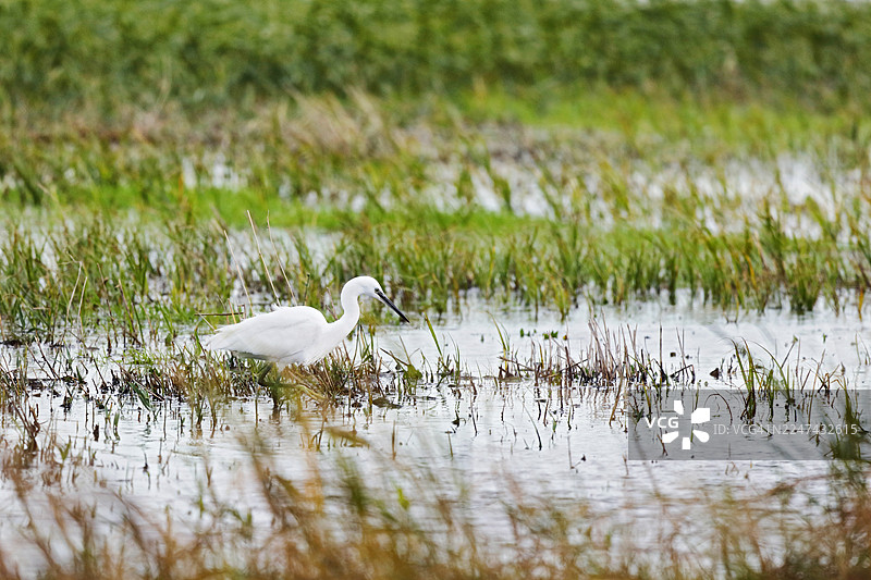 法国诺曼底科唐坦-贝桑沼泽地区自然公园的秋景图片素材