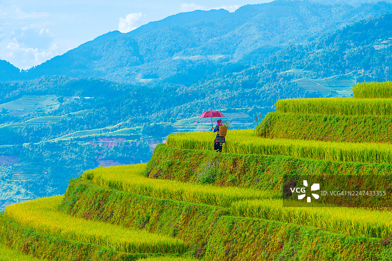 越南萨帕市附近木江界镇金黄稻田中的苗族妇女景象图片素材