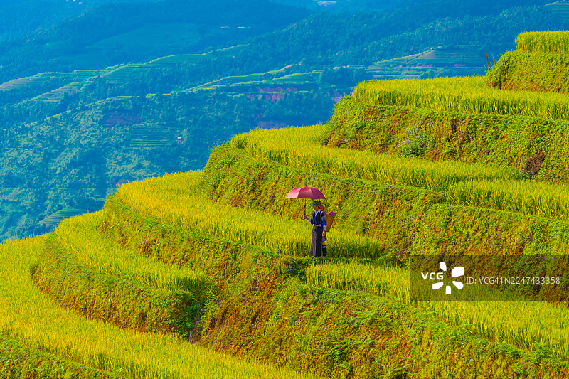 越南萨帕市附近木江界镇金色稻田上的苗族妇女景观图片素材