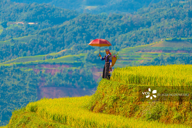 越南萨帕市附近木江界镇金色稻田上的苗族妇女的景象图片素材