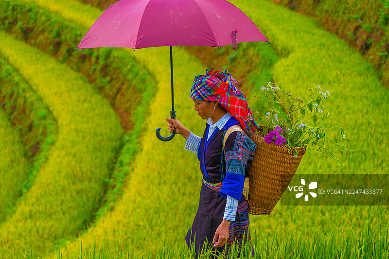 越南萨帕市附近木江界镇金黄色梯田上的苗族妇女景观。图片素材