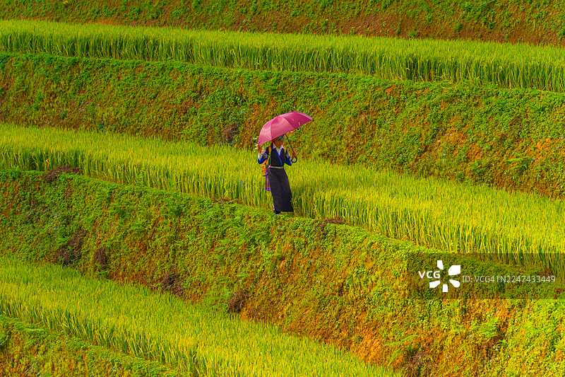 越南萨帕市附近木江界镇上，一位赫蒙族妇女在金色梯田上的景象。图片素材