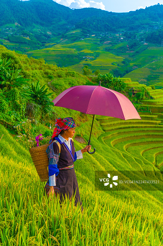 越南萨帕市附近木江界镇金色稻田里的苗族妇女。图片素材