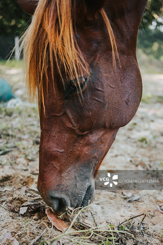 特写镜头下，一匹马在空地上啃食青草图片素材