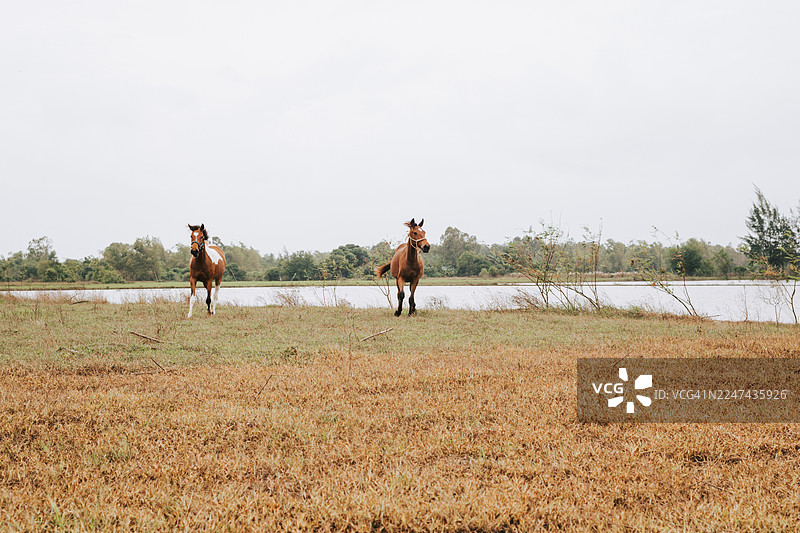 棕色的马和一匹花马在多云天气下跑过田野图片素材