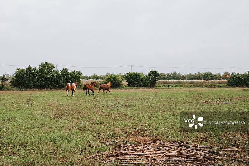 阴天里，几匹棕色马和一匹花马在田野里一起奔跑，这是自由放养的马在自然环境中。图片素材