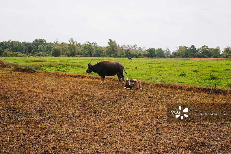 水牛和牛犊在田野里吃草。象征着土地耕作和可持续农业图片素材
