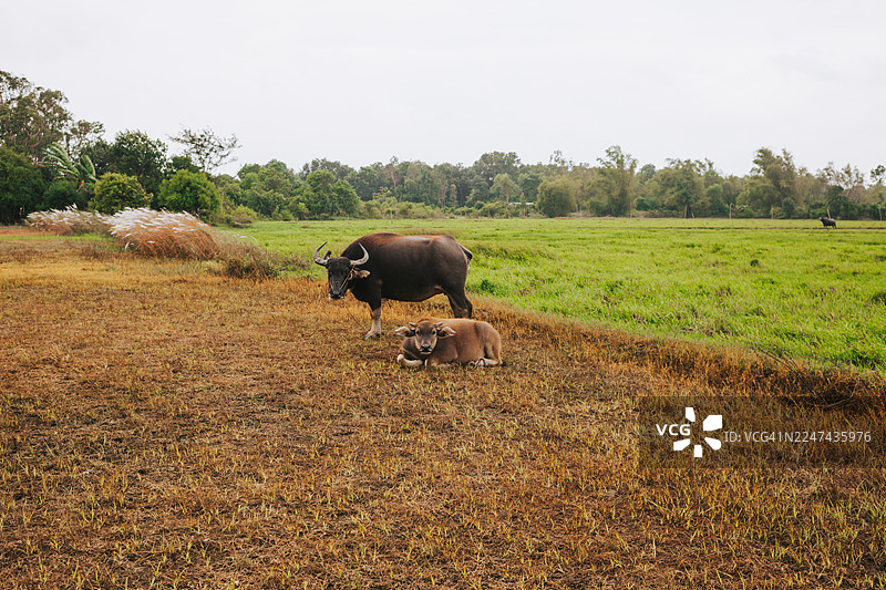 水牛和牛犊在田野里吃草。象征着土地耕作和可持续农业图片素材
