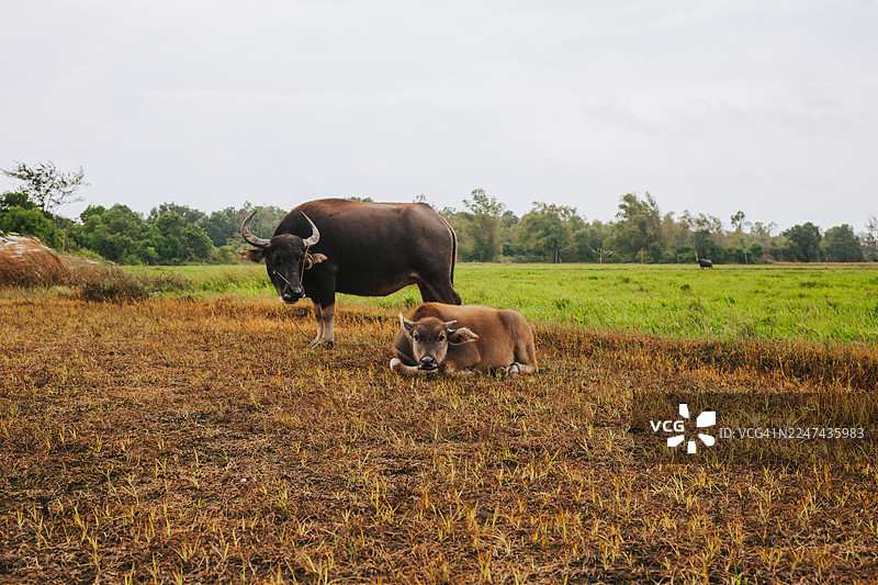 大水牛在野外旁边站着一只小水牛。自由放养的水牛在田野里。图片素材
