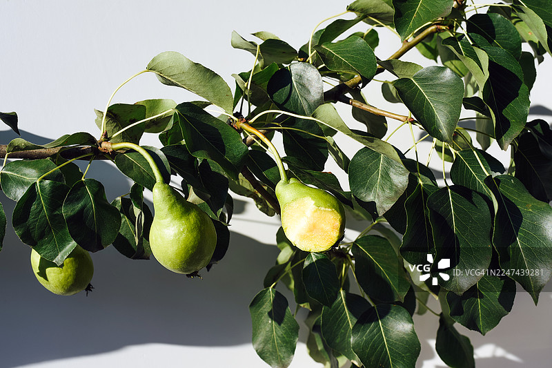 一根带有梨果的树枝，植物置于白色背景上。不完美。与众不同。非典型。被咬过的水果。图片素材
