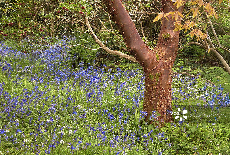 数百朵爱尔兰蓝铃花环绕着一棵草莓树，树干呈红褐色，可以看到部分果实。图片素材