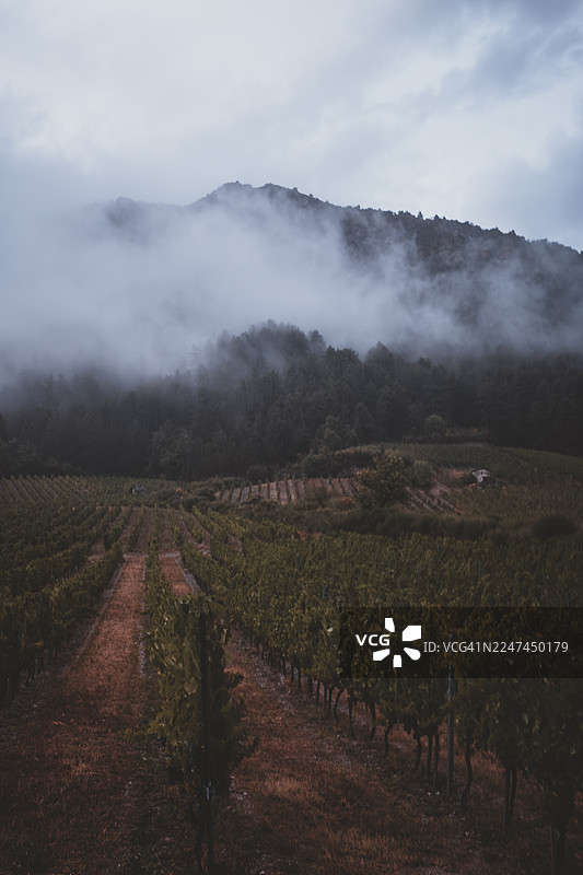 葡萄园农业景观，有山间薄雾和几何行纹图片素材