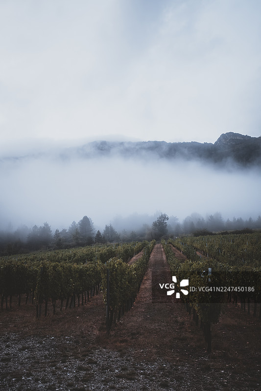 晨雾笼罩的山脉背景下的葡萄园景观，带有农田条纹图片素材