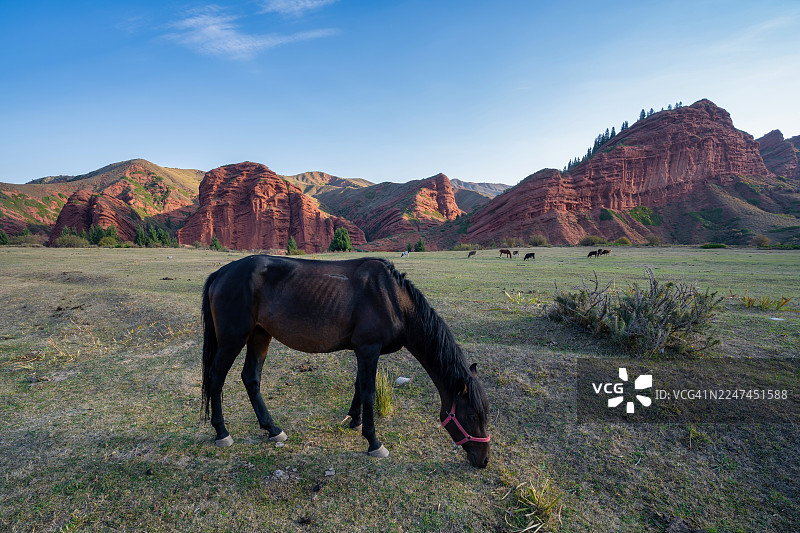 日出时分，一匹黑马在吉尔吉斯斯坦天山山脉杰提奥古兹巍峨的红色层状岩层下，于一片绿色的牧场上吃草。图片素材