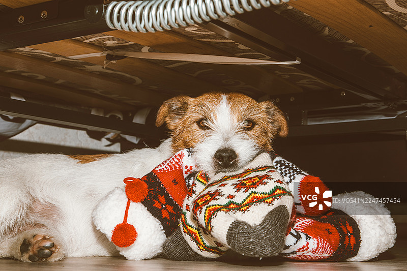 一只有趣的杰克罗素梗犬藏在床底下，旁边是他偷来的堆积如山的节日冬季袜子图片素材