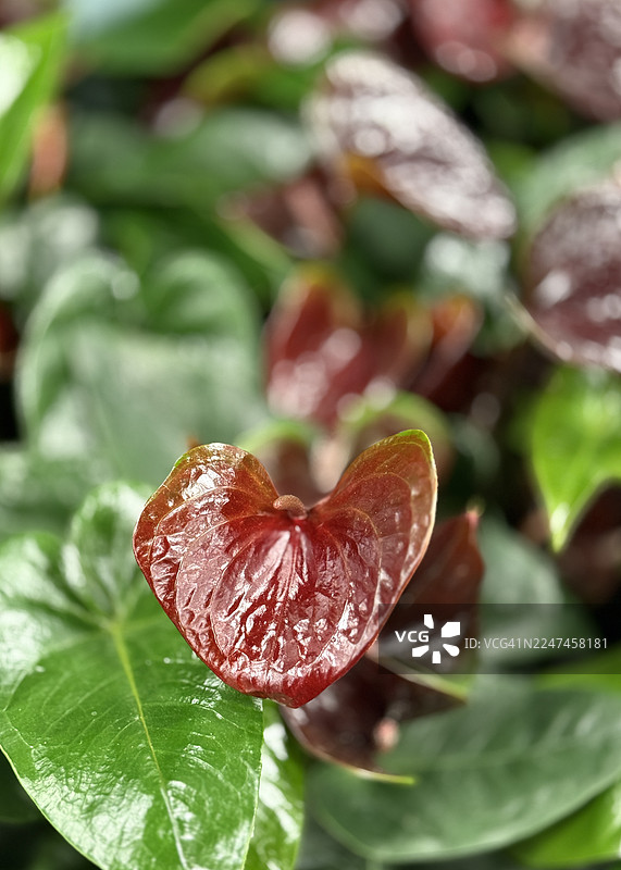 特写镜头下的酒红色火鹤花图片素材
