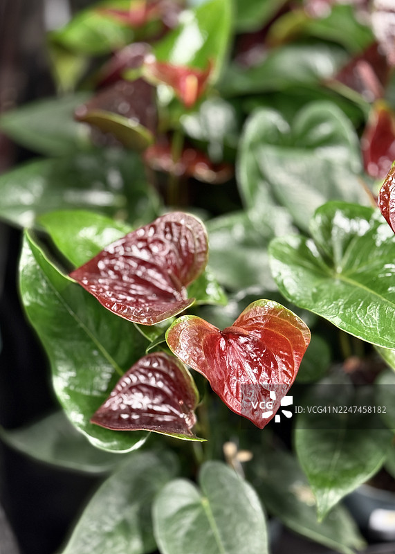 特写镜头下的酒红色火鹤花图片素材