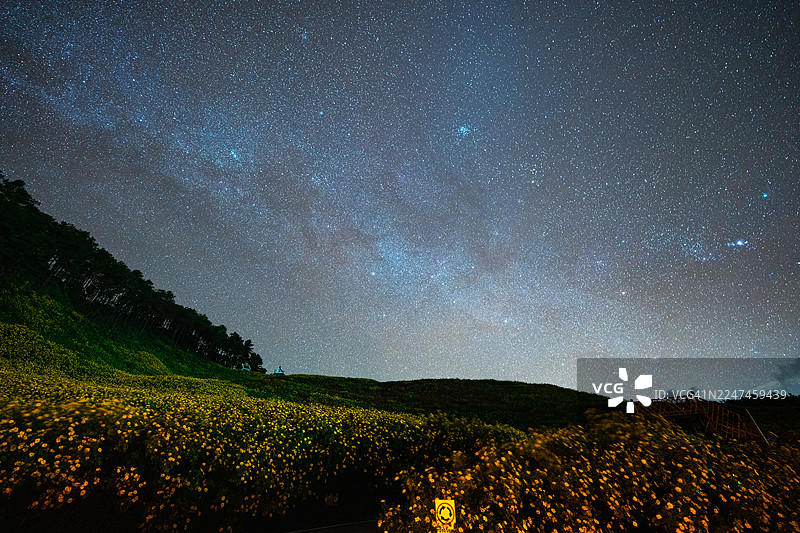 夜晚的墨西哥向日葵田，星空璀璨，银河闪耀图片素材