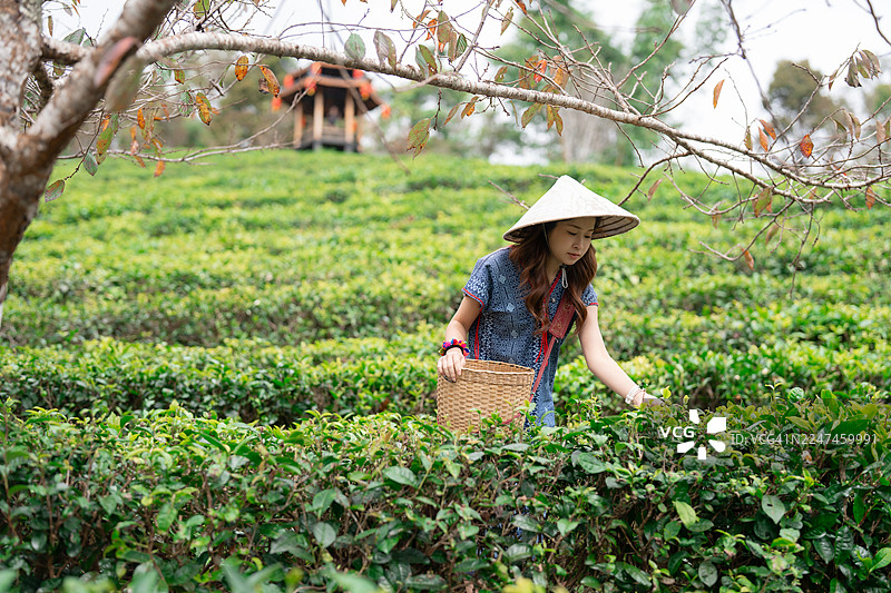一位女子在泰国湄宏顺省的绿色茶园里采摘茶叶图片素材