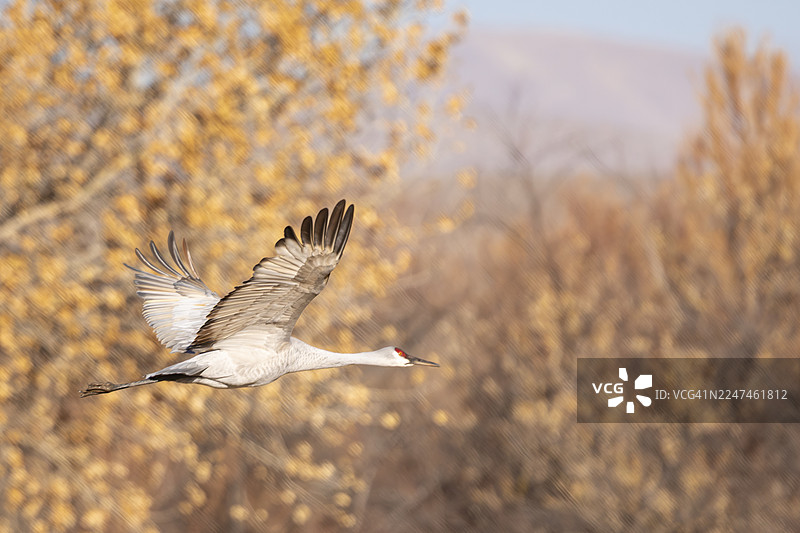 飞翔的鹤在博斯克图片素材