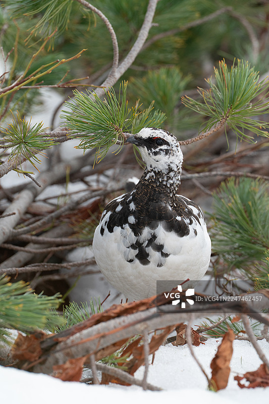 日本岩雷鸟图片素材