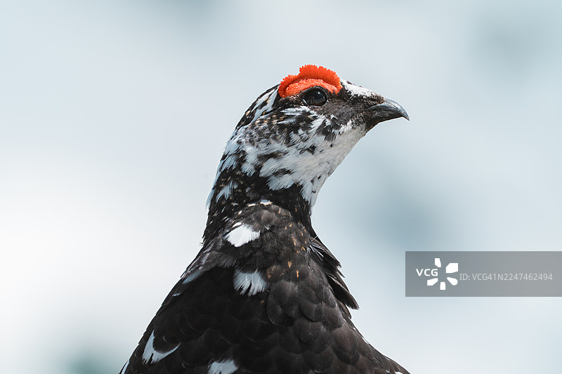 日本岩雷鸟图片素材