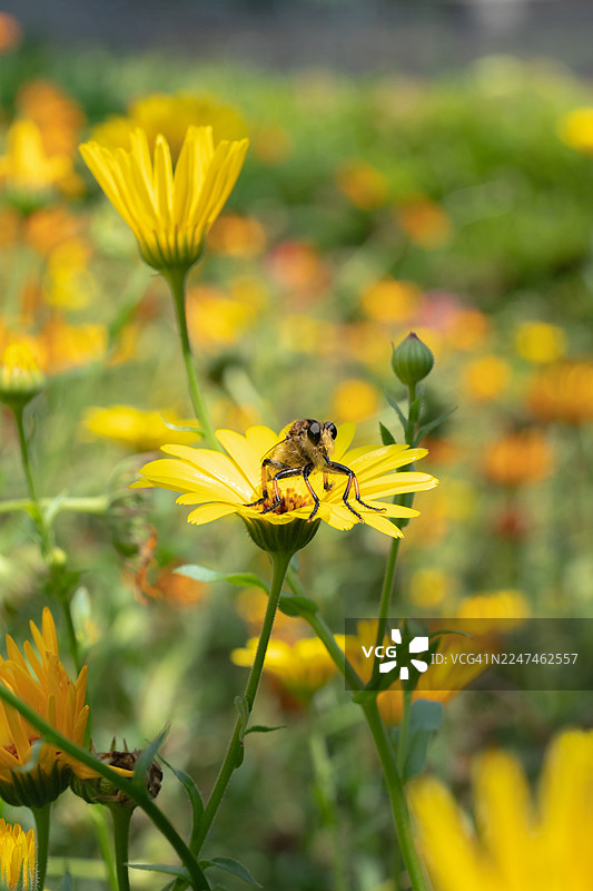 特写镜头下蜜蜂在黄花上采集花蜜图片素材