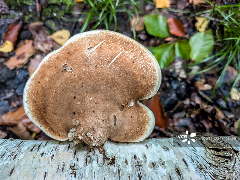 生长在桦树桩上的桦树多孔菌（Fomitopsis betulina）图片素材
