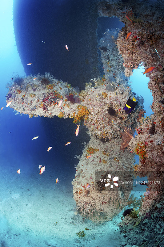 Rosalie Moller号沉船,螺旋桨,英国,于1941年10月8日被两架德国轰炸机Heinkel He 111击沉,位于埃尔古纳东北方向,红海,埃及,右侧有月神神仙鱼(Pomacanthus asfur)图片素材