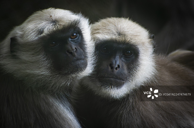 两只灰叶猴紧挨着坐在一起图片素材