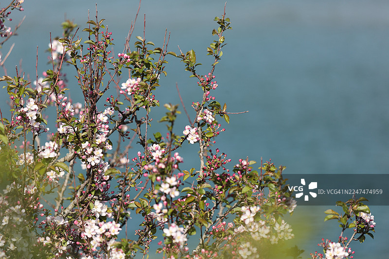 苹果花，远眺卡梅尔河口图片素材