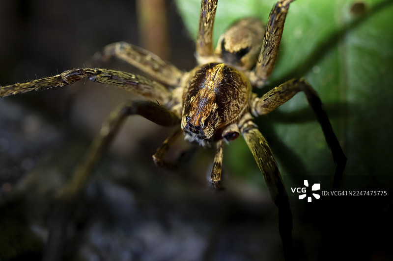 坦桑尼亚东部乌桑巴拉山脉阿马尼自然森林保护区丛林中可怕的狼蛛（Lycosidae）的夜景图片素材