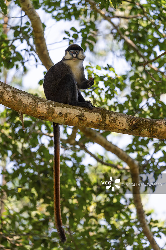 红尾猴或刚果白鼻猴（Cercopithecus ascanius schmidti），基巴莱国家公园，乌干达图片素材