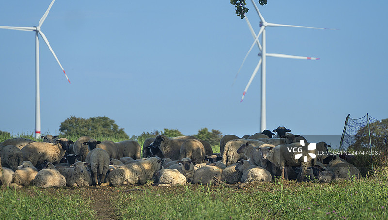 黑头羊在草地上休息，背后是风力涡轮机，梅克伦堡-前波美拉尼亚州，德国图片素材