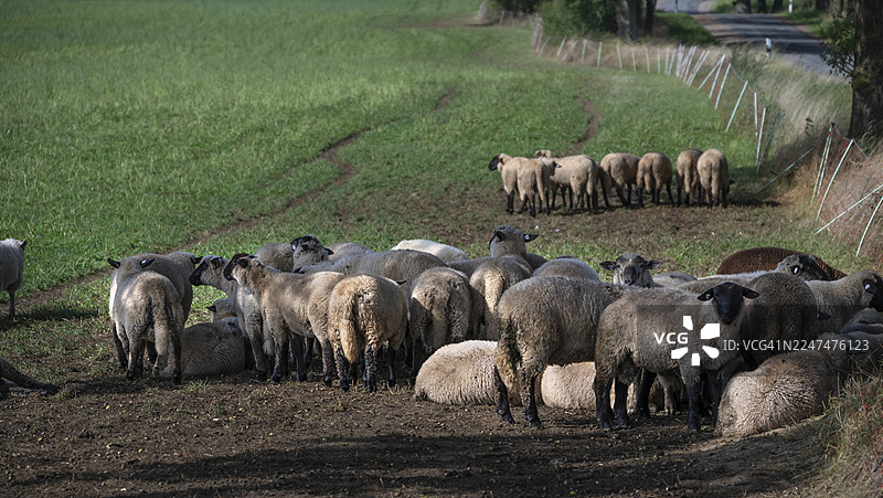 黑头羊（Ovis gmelini aries）在草场围栏旁的道路附近放牧，梅克伦堡-前波美拉尼亚州，德国图片素材