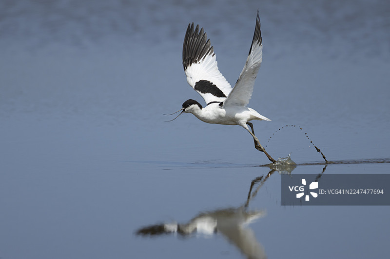 一只成年黑翅长脚鹬（Recurvirostra avosetta）在夏季从英格兰，英国的一个泻湖水面上起飞图片素材
