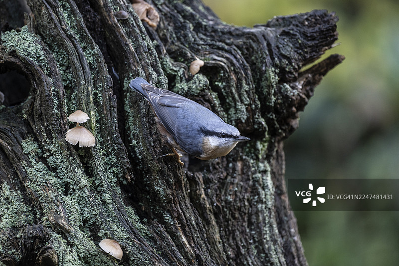 欧洲鹪鹩（Sitta europaea），下萨克森州埃姆斯兰图片素材
