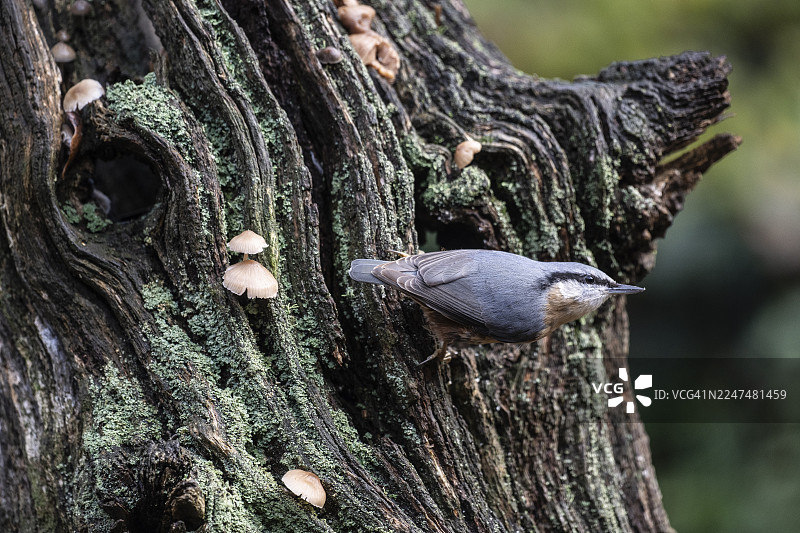 欧洲鹪鹩（Sitta europaea），下萨克森州埃姆斯兰图片素材