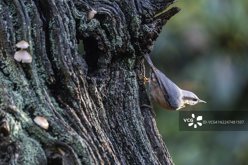 欧洲鹪鹩（Sitta europaea），下萨克森州埃姆斯兰图片素材