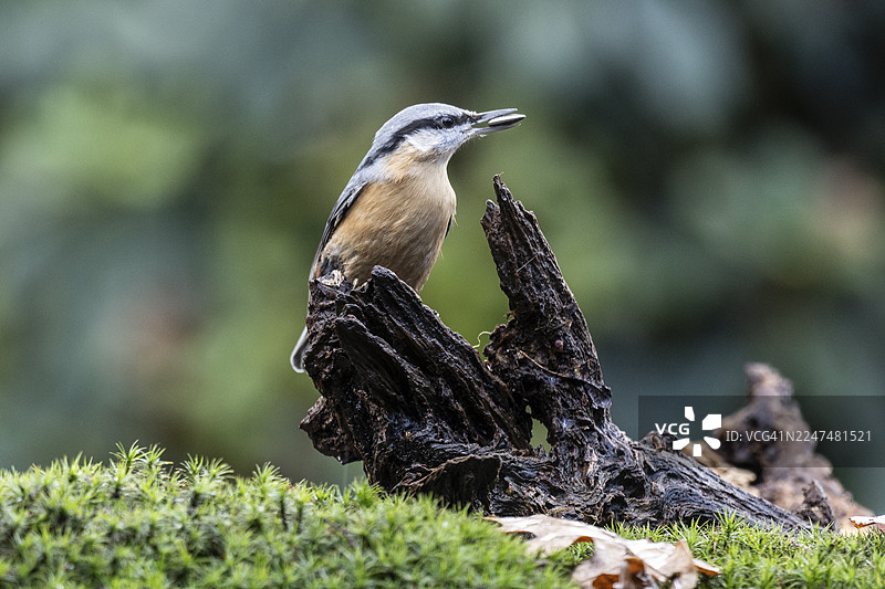 欧洲鹪鹩（Sitta europaea），下萨克森州埃姆斯兰图片素材