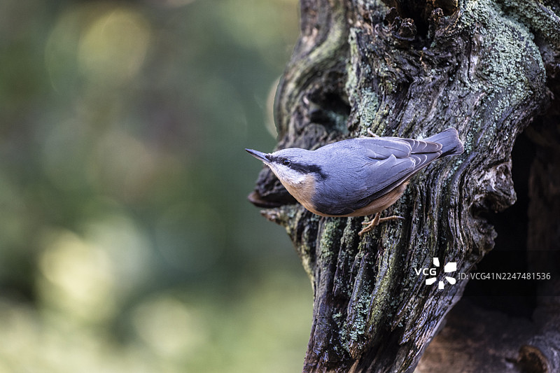 欧洲鹪鹩（Sitta europaea），下萨克森州埃姆斯兰图片素材