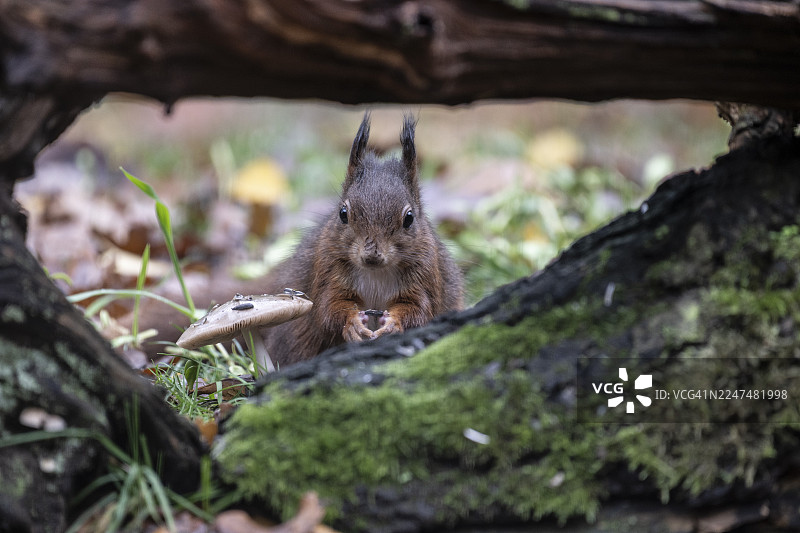 红松鼠（Sciurus vulgaris），下萨克森州埃姆斯兰图片素材