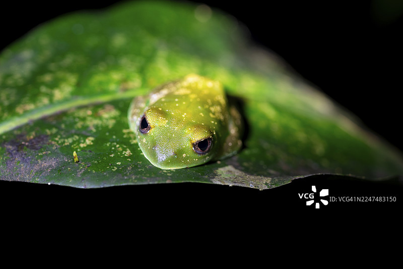 丛林爬行蛙（Leptopelis barbouri），丛林，夜景，坦桑尼亚阿马尼森林保护区图片素材