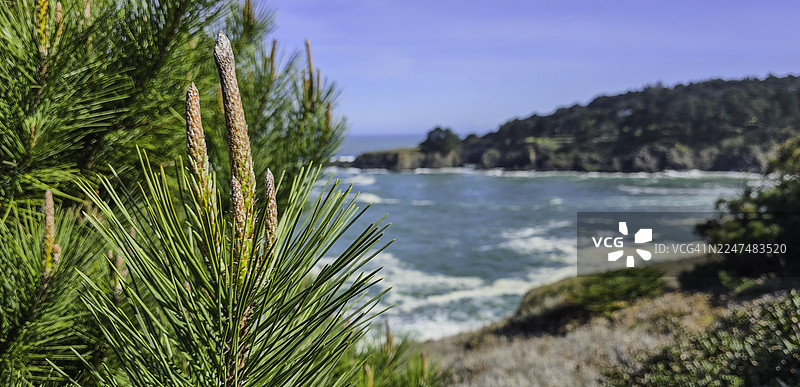 近景松树，背景是模糊的门多西诺岬角和海洋图片素材