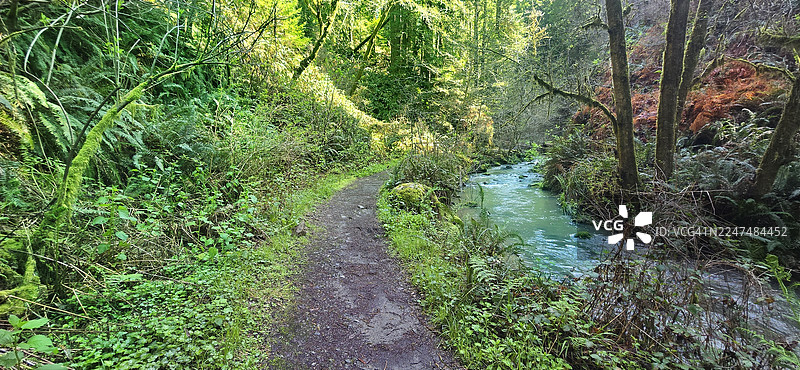加利福尼亚州门多西诺红木森林里，溪流旁的徒步小径图片素材